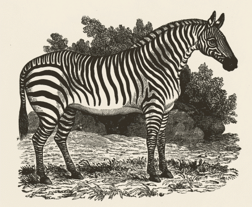 zebra-gif.gif