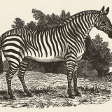 zebra-gif